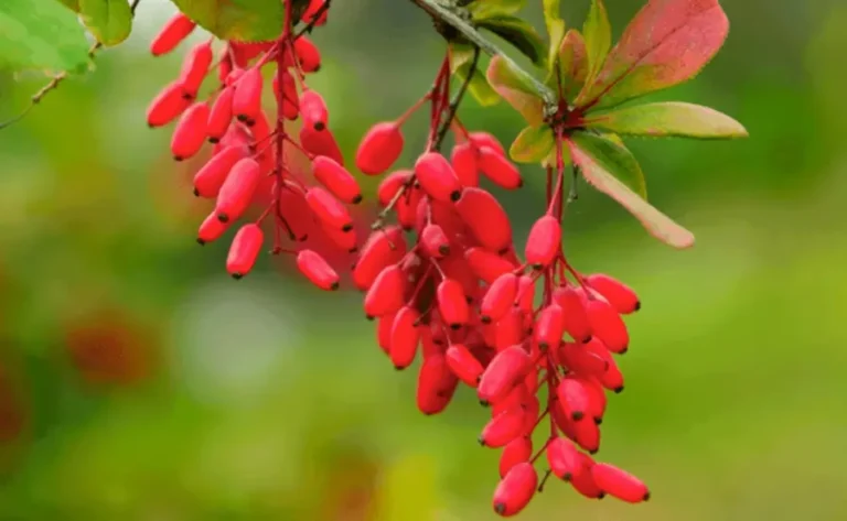 Berberine for fat loss