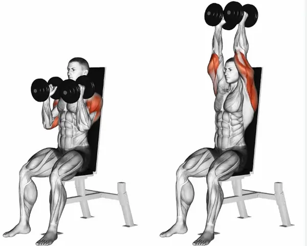 dumbbell shoulder press