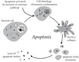 Apoptosis