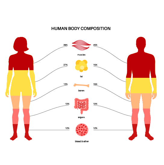 Body-Composition-Analysis