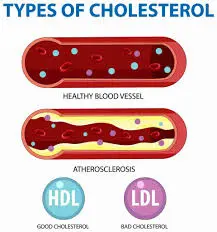 HDL & LDL