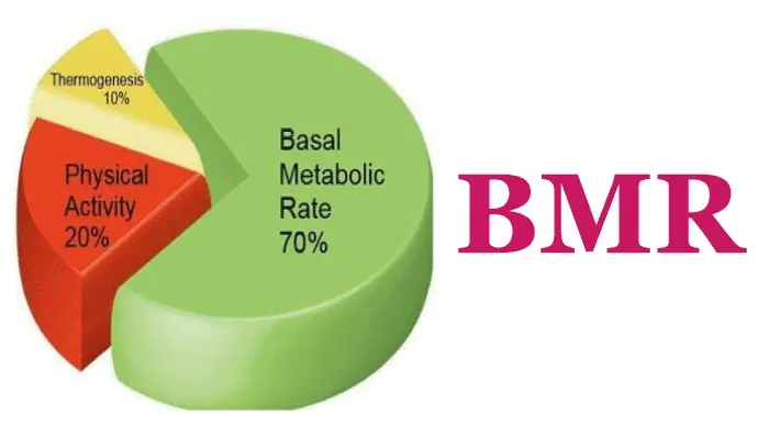 basal metabolic rate