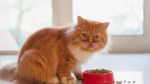 cat food for weight management