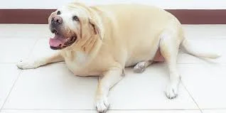 Dogs obesity