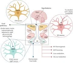 Hypothalamic obesity