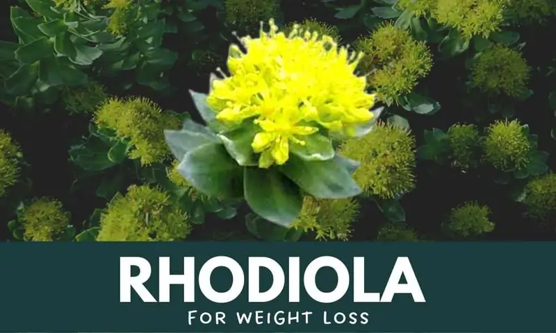 Rhodiola Rosea For Fat Loss