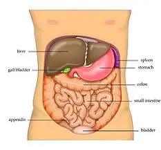 abdomen-location