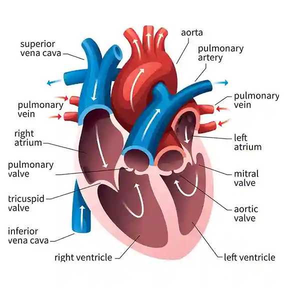 anatomy-of-the-heart